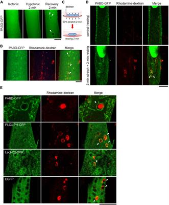 Mechanical Stretch Induces mTOR Recruitment and Activation at the Phosphatidic Acid-Enriched Macropinosome in Muscle Cell